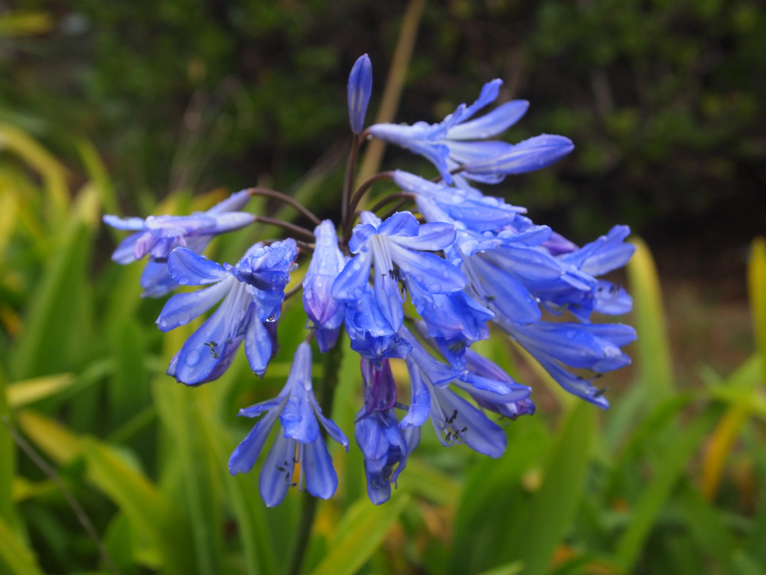 Agapanthus orientalis (Lily of the Nile)