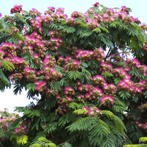 Albizia Julibrissin Silk Tree Center For The Study Of The Built Environment