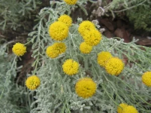 Image source: https://commons.wikimedia.org/wiki/File:Santolina_chamaecyparissus_04.jpg