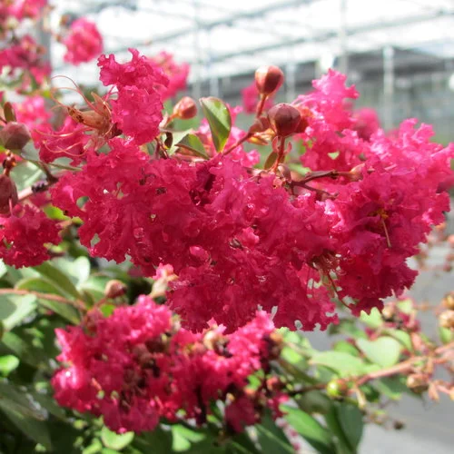Lagerstroemia indica (Crape Myrtle)