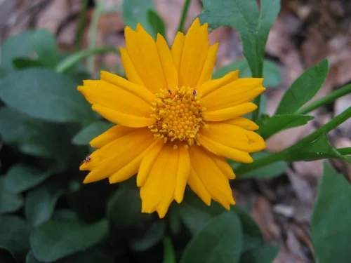 Image source: https://www.plantmorenatives.com/uploads/4/2/5/3/42539229/s308030450575347893_p96_i1_w1200.jpeg