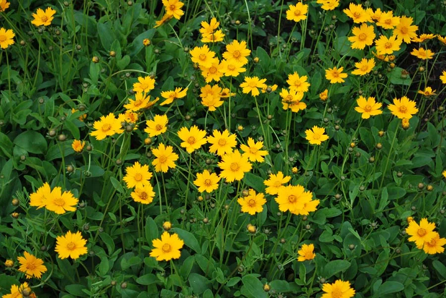 Coreopsis auriculata (Coreopsis)