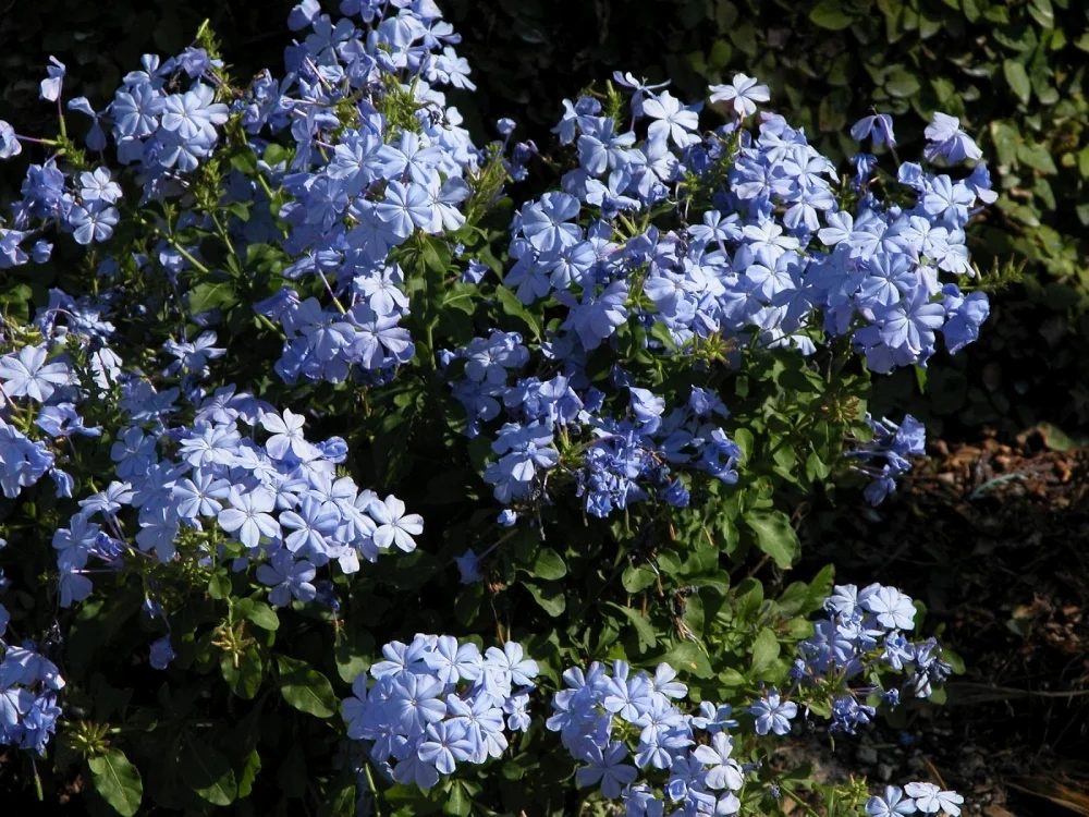 Image source: http://www.canoasgardencenter.com.br