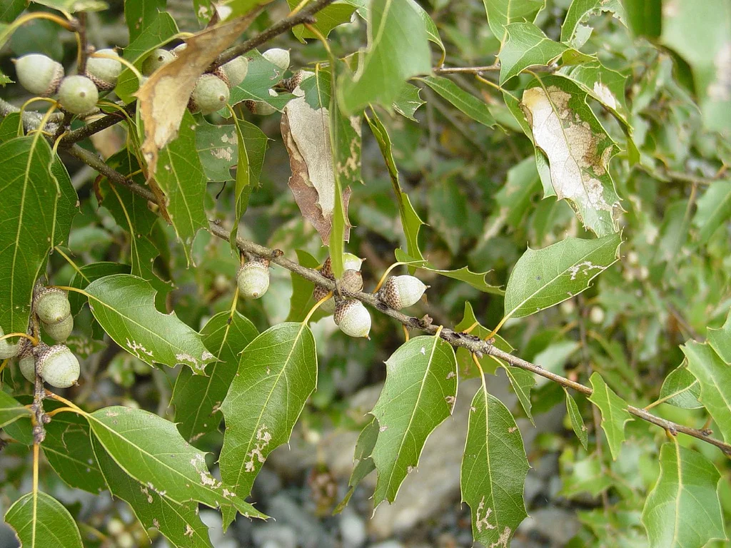 Quercus calliprinos (Common Oak)