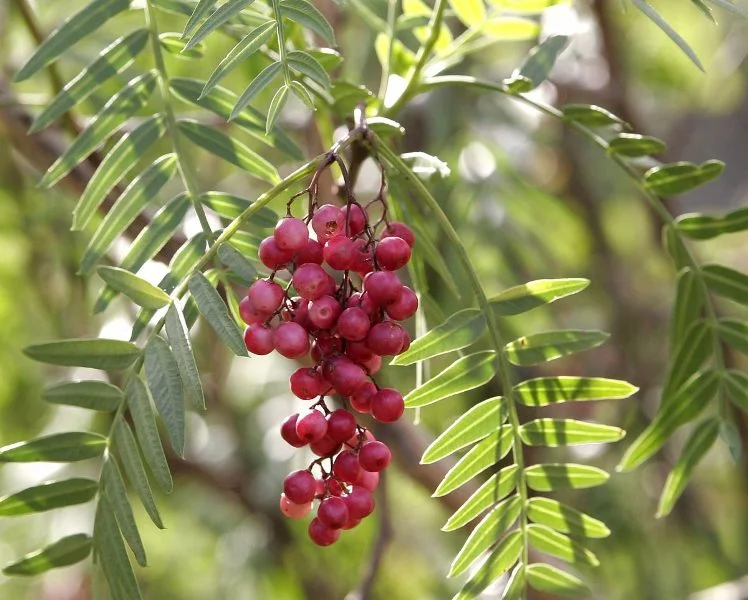 Schinus molle (Pepper Tree)