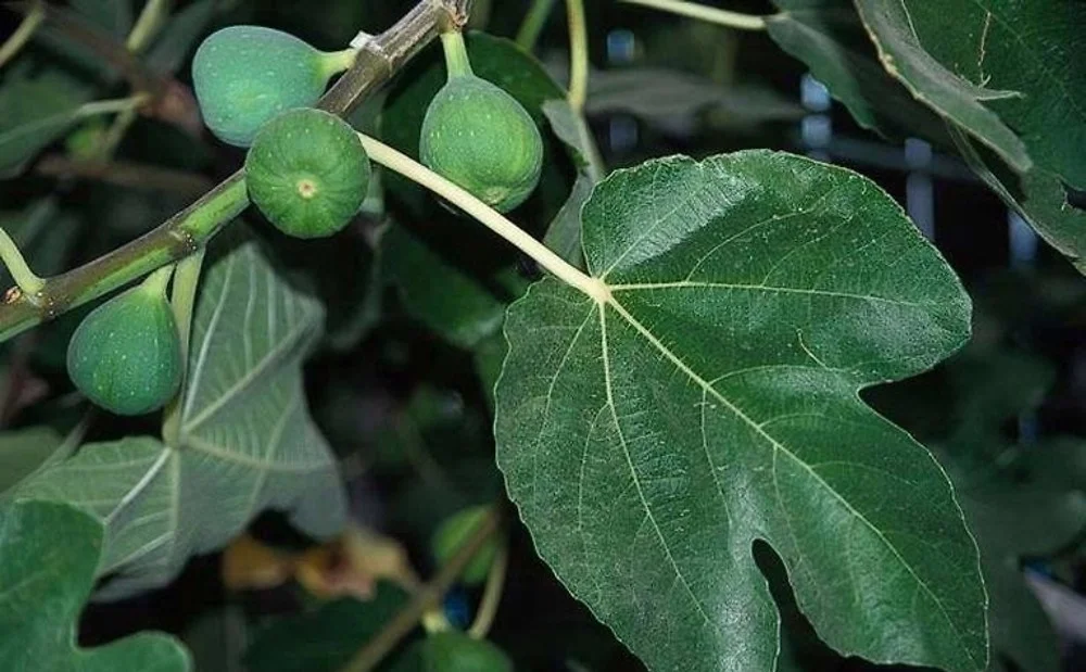 Ficus Caricia (Edible Fig)