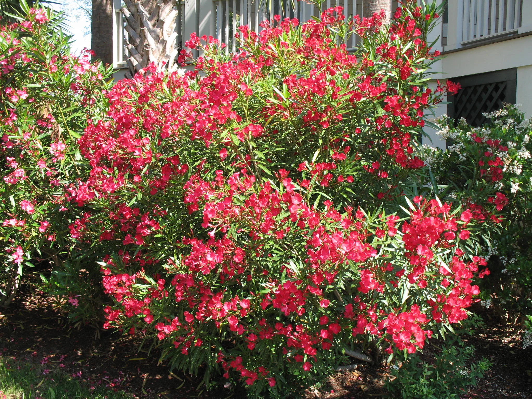 Image source: http://www.onlineplantguide.com/Plant-Details/1766/
