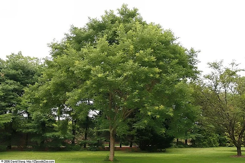 Japanese Pagoda Tree (Sophora japonica)