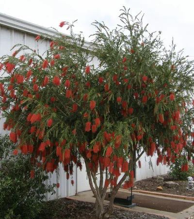 Image source: https://www.greenleafnursery.com