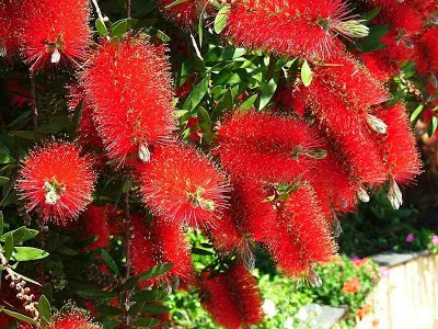 Callistemon viminalis (Bottlebrush)