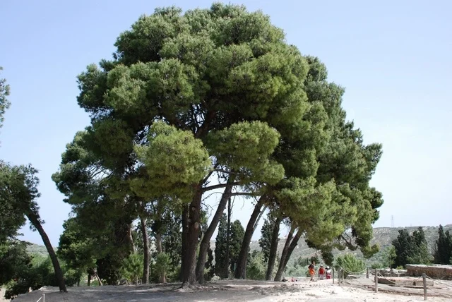 Image source: www.biopix.com