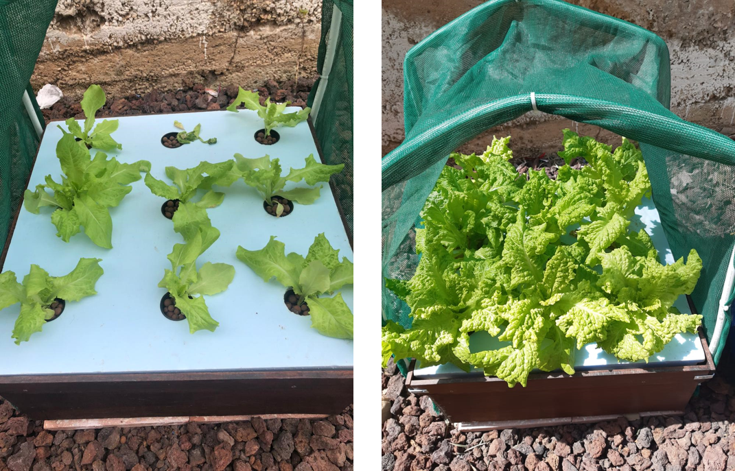 Lettuce growing in the school’s hydroponic planting kits.