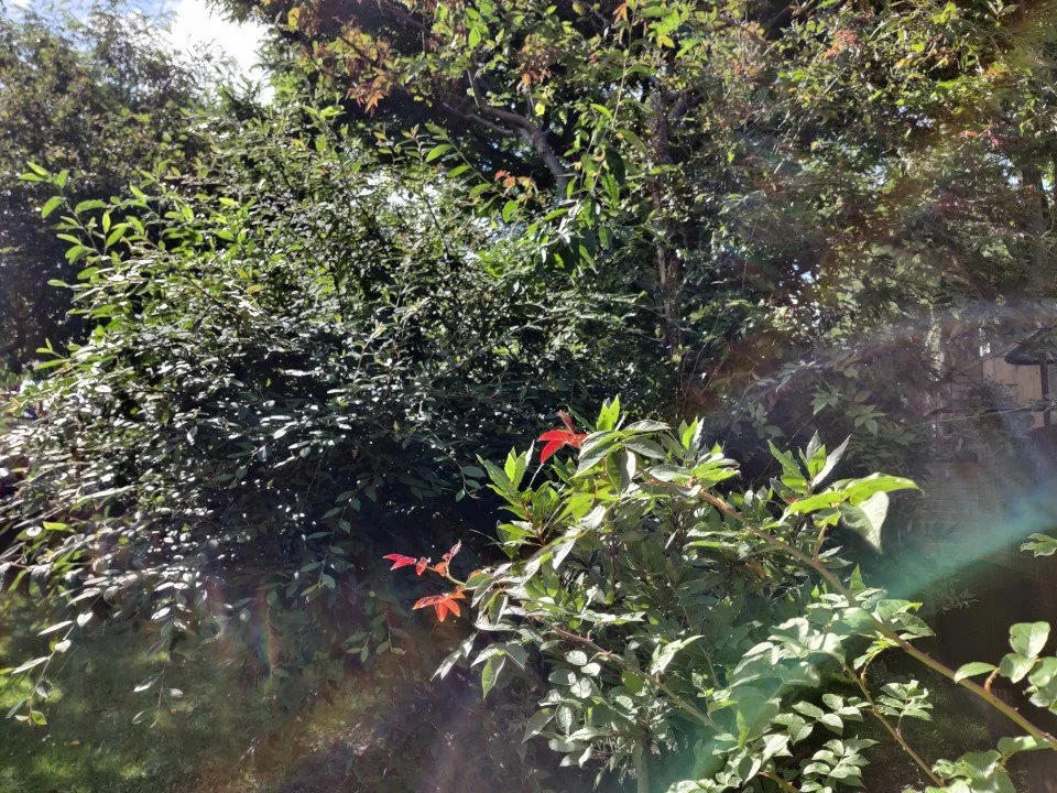 Beware Dysfunctional Independence