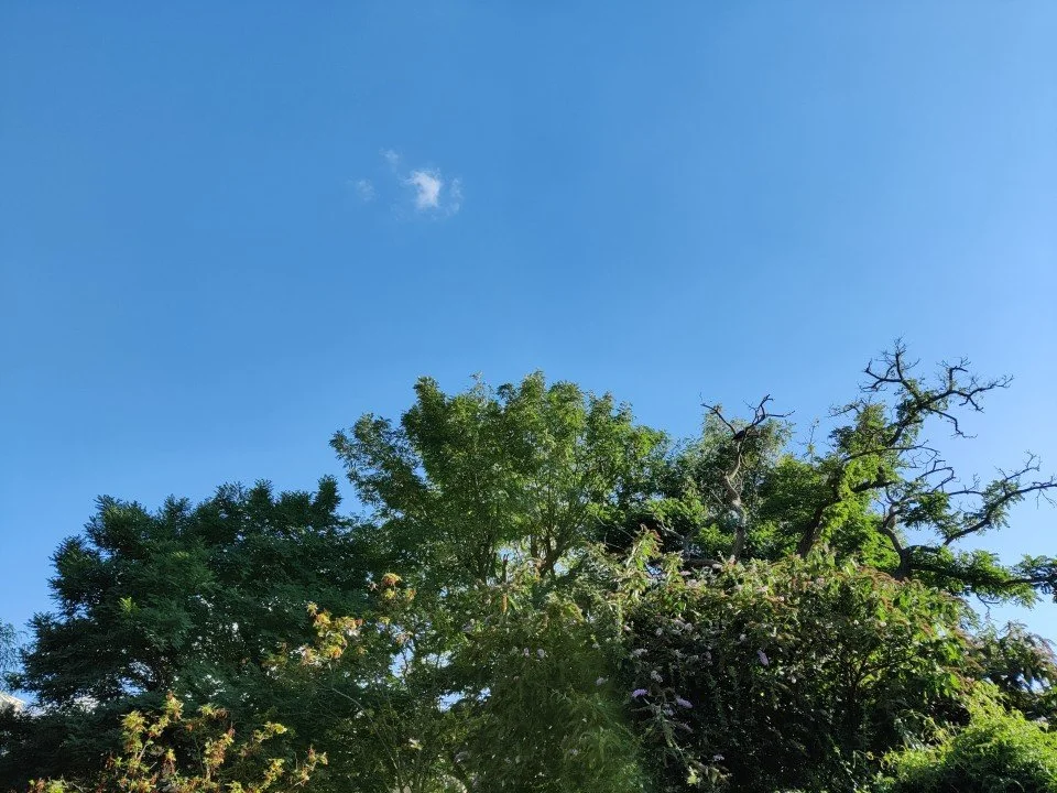 The Personal Transformation of Committing to a Strange Diet