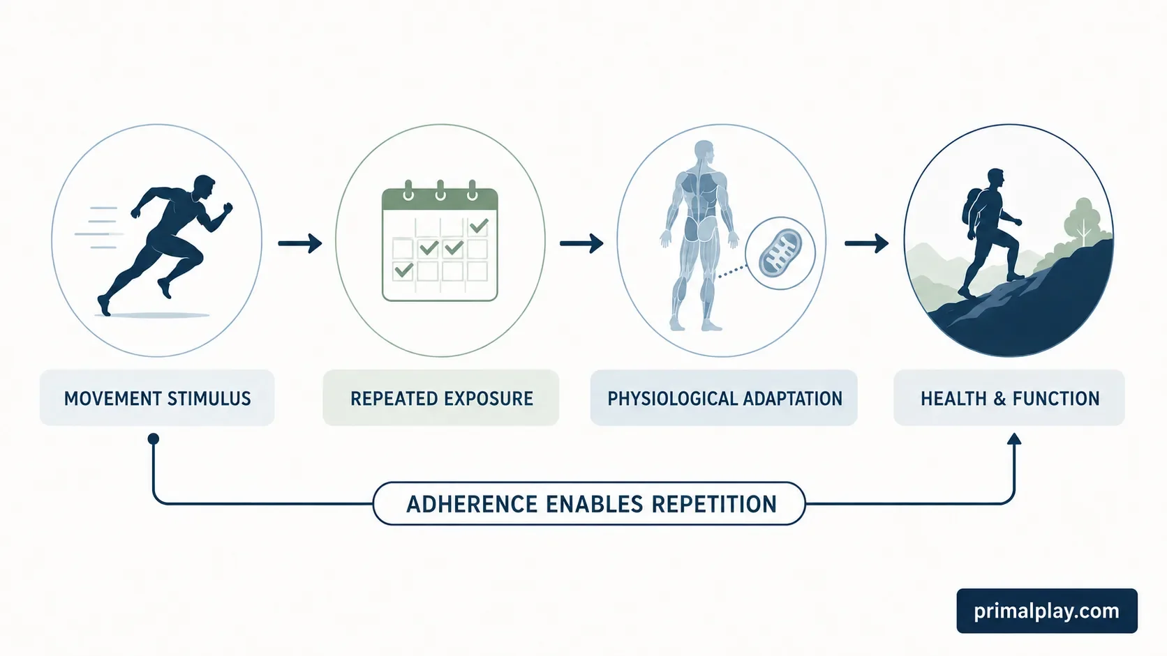 Diagram showing movement stimulus, repeated exposure, physiological adaptation and health and function, with adherence enabling repetition.