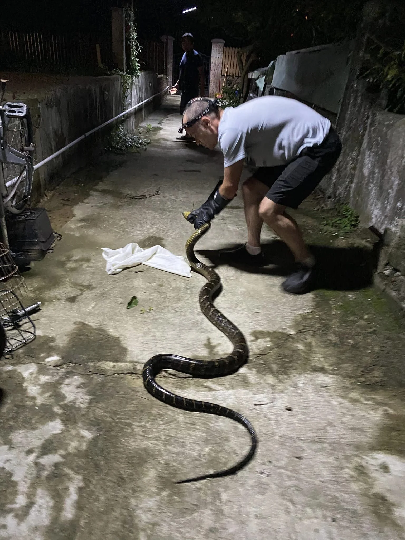 William handles a King Cobra.