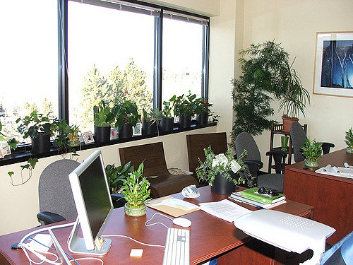 Get thee some greenery!