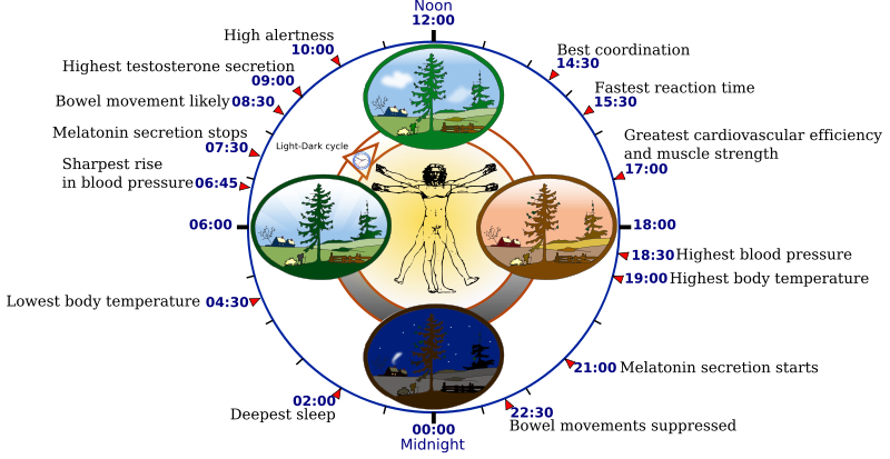 Example demonstrating optimal bodily functions in coordination with natural circadian clock cycles.