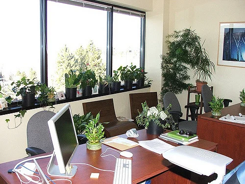 A green office has both health and productivity benefits. 