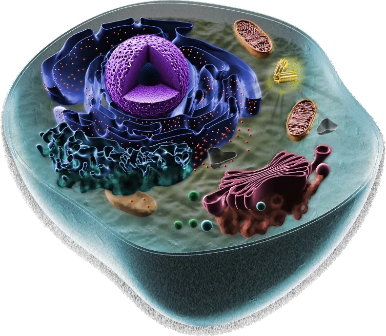Animal cell - this is not high school biology class