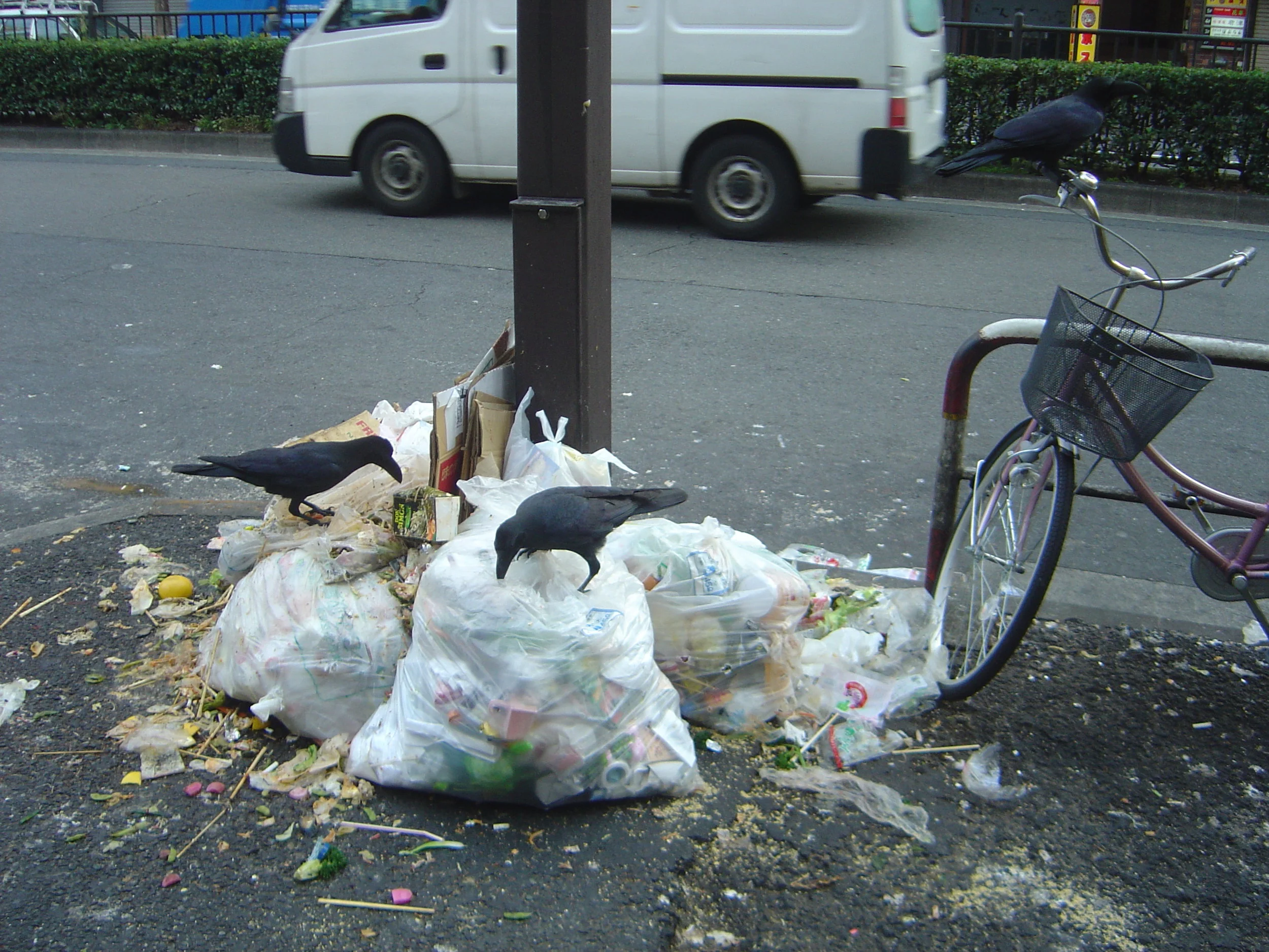 Crows capitalizing on newly available resources