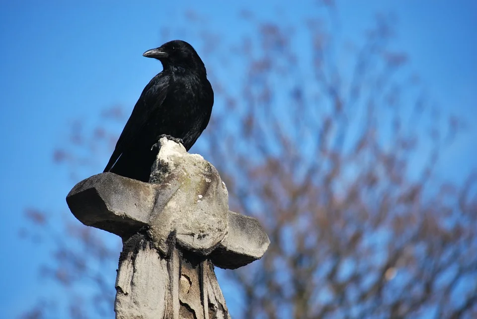 Sentinel bird