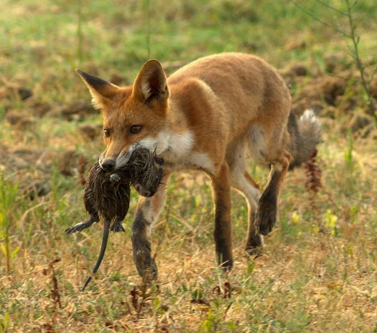 Alright, so it's a red fox. "Competition coyote" just sounded better. Point being there are a bunch of competitors that could run off with that resource!
