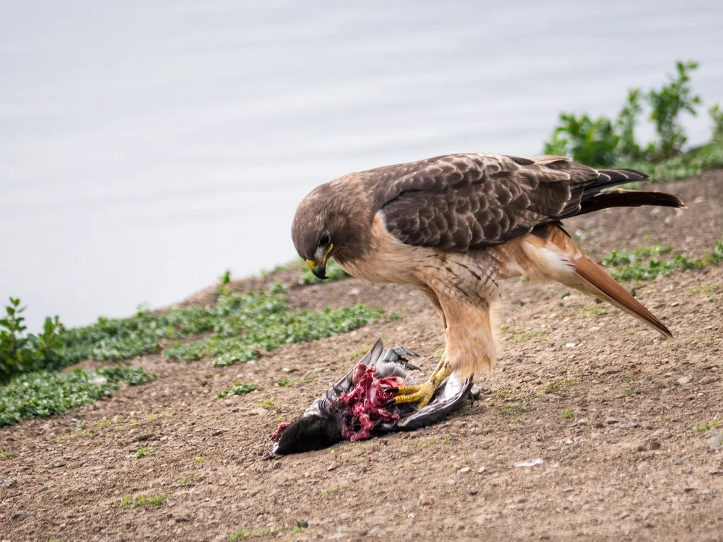 A hawk enjoying the spoils...