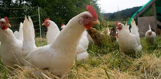Cluck, cluck, hen....