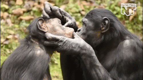 Bonobo grooming