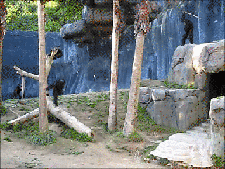 Chimpanzee aggression