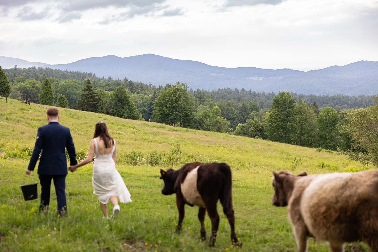 I don&rsquo;t think it gets more Vermont Wedding than this. @tarahm8604 and @bquealy2004 wanted cows, and we gave them cows. More to come from their beautiful wedding day at The Amee Farm Lodge