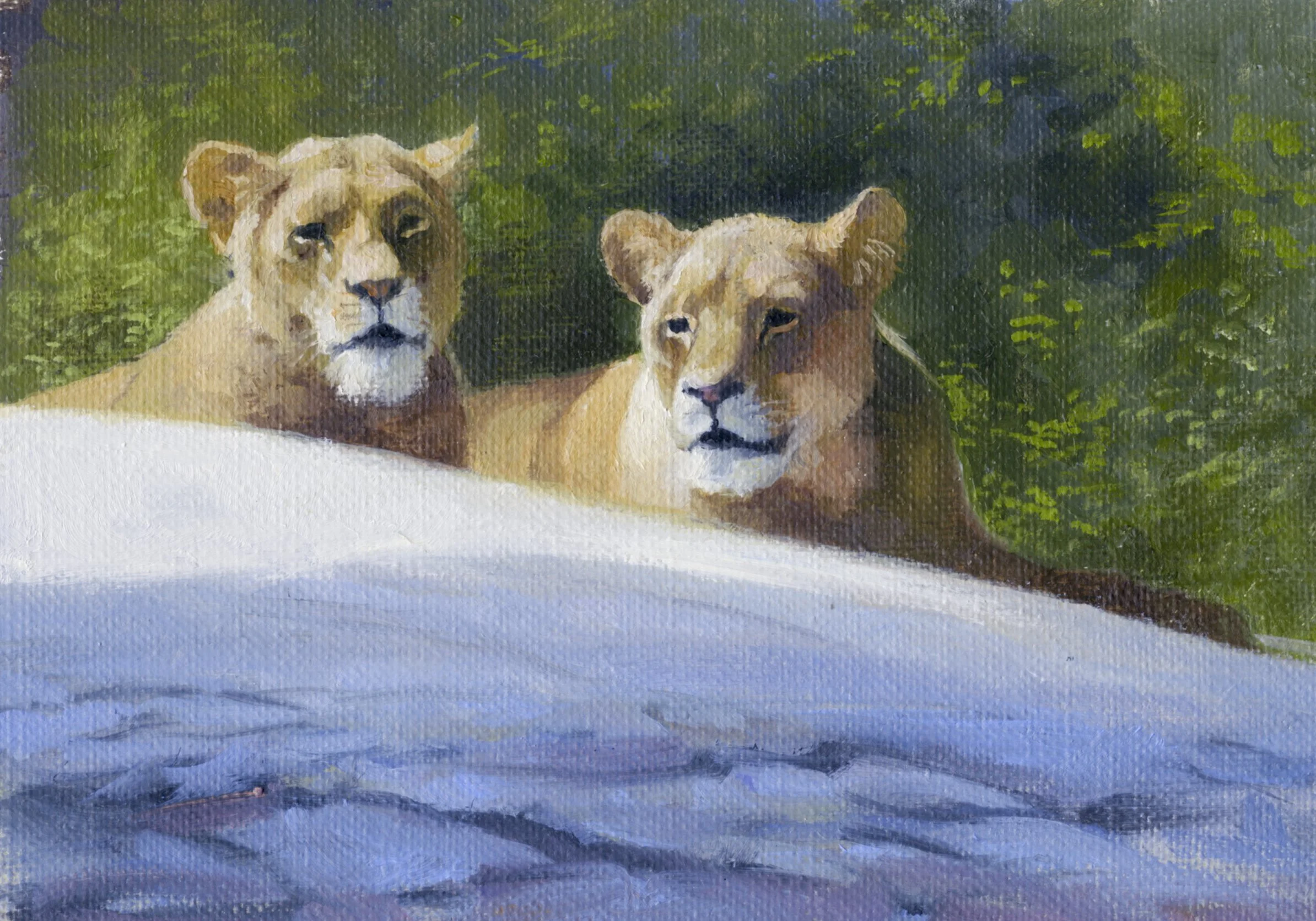 Ree lions.jpg