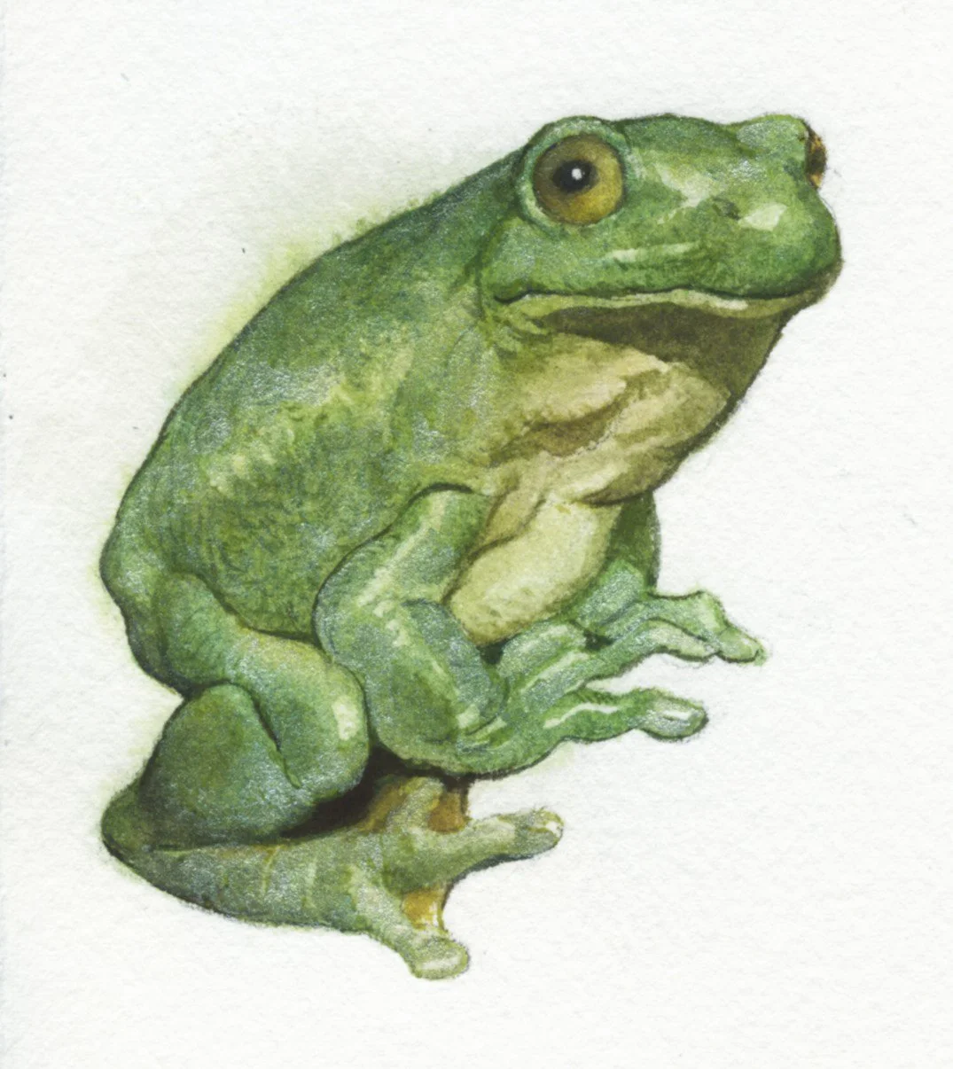 frog.jpg