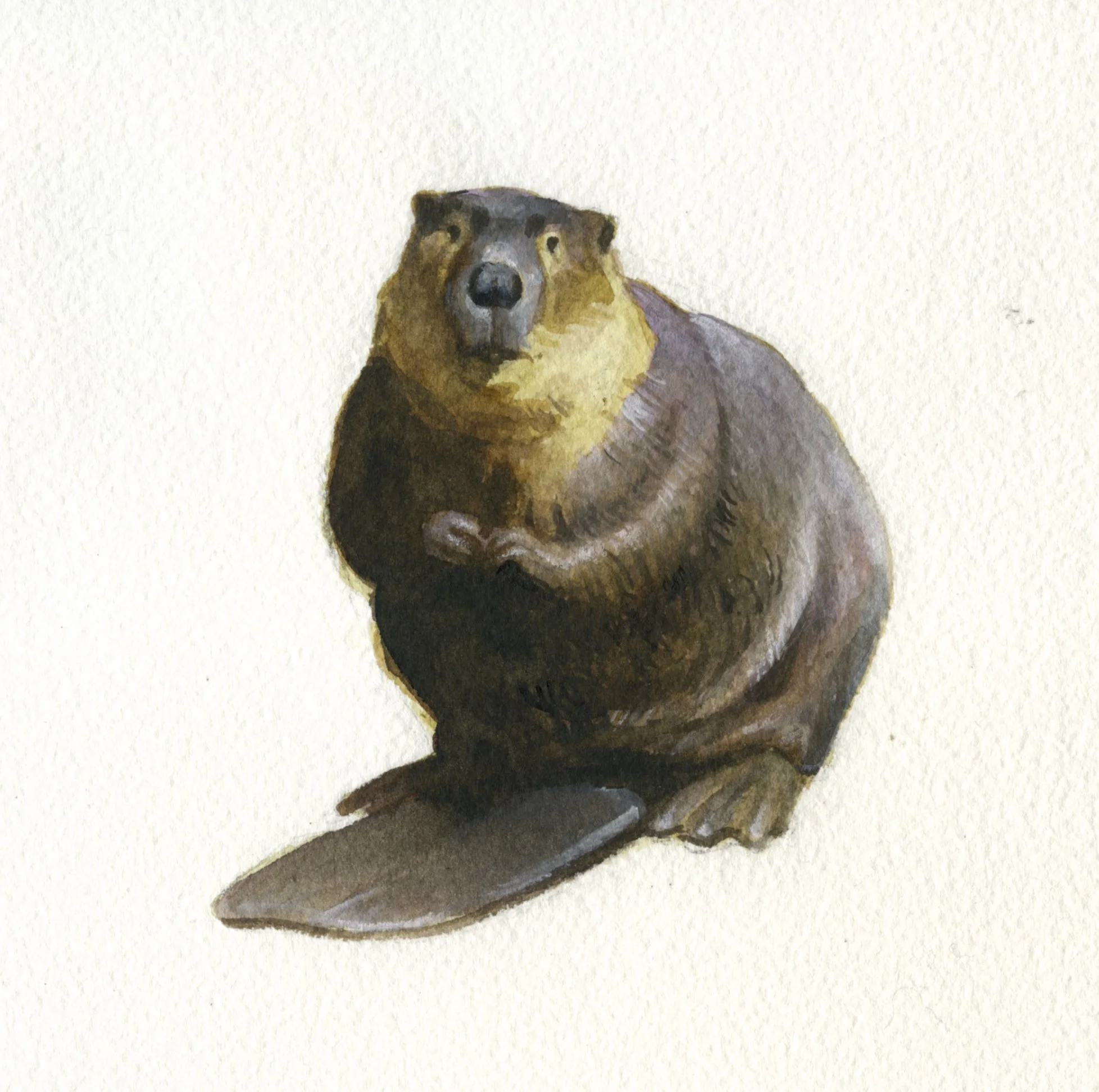Beaver.jpg