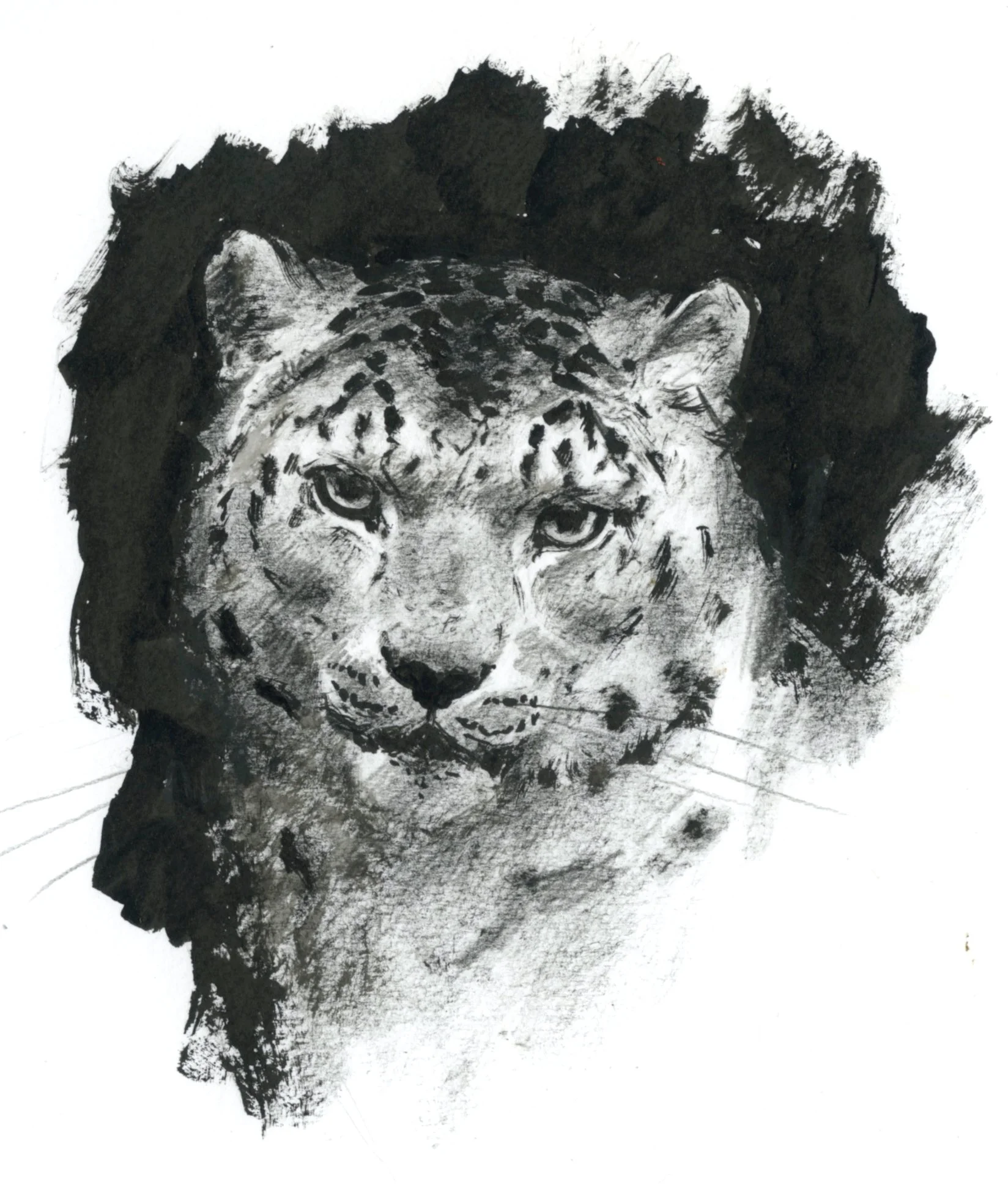 Snöleopard, Nordens ark, tusch, 21x30.jpg