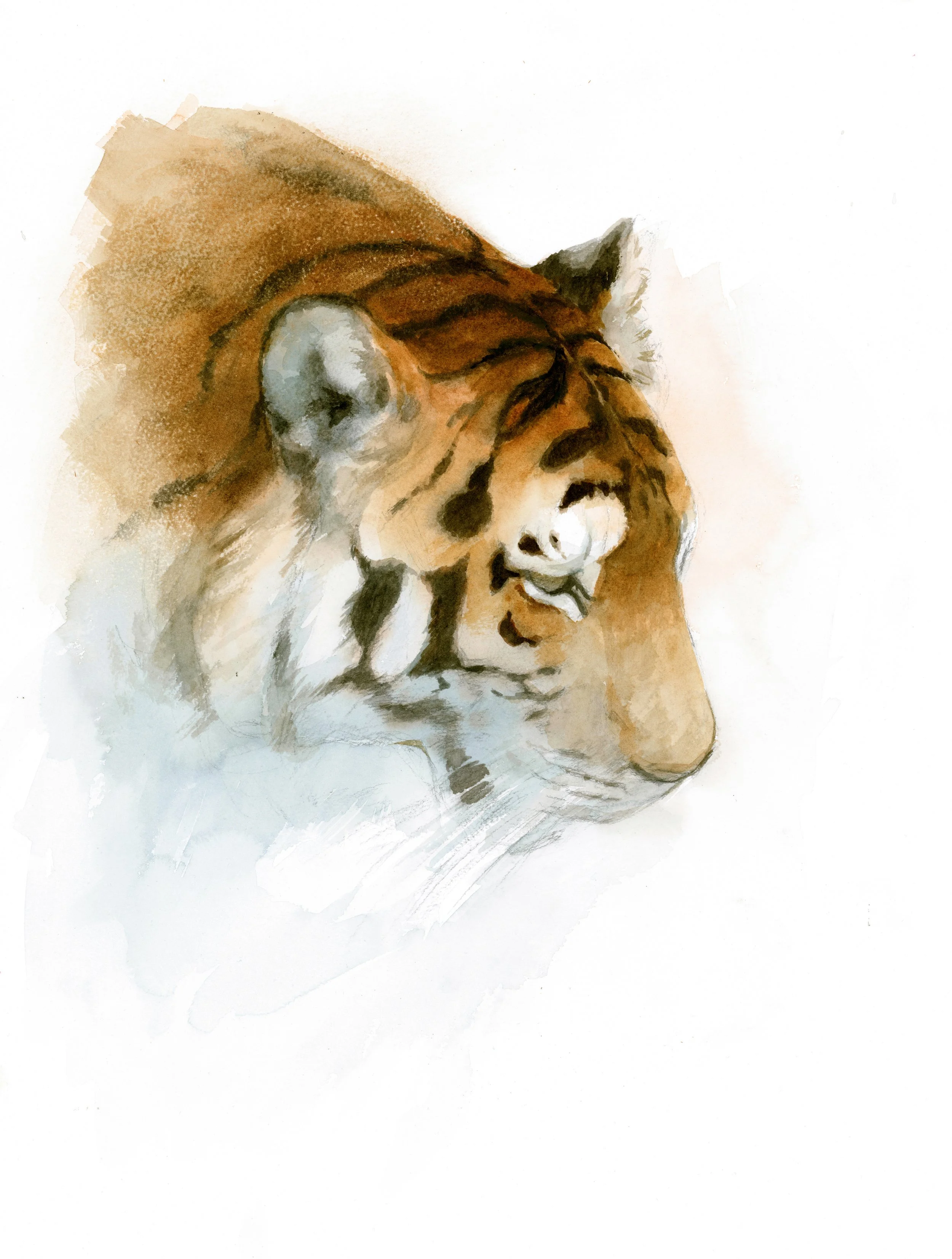 Almaz, Nordens ark, akvarell 50x70 cm.jpg