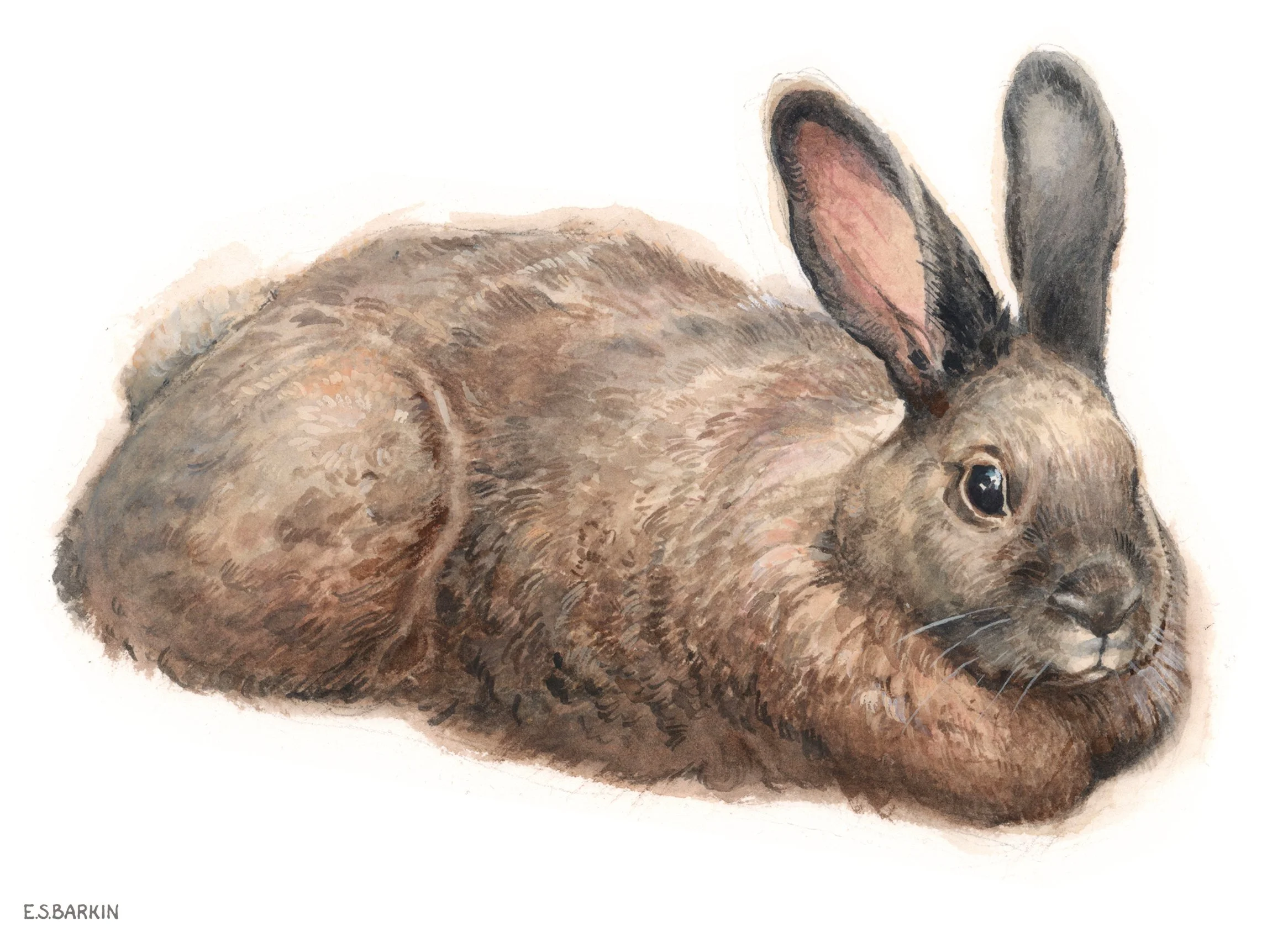 Gotlandskanin, akvarell 40x30 cm.jpg