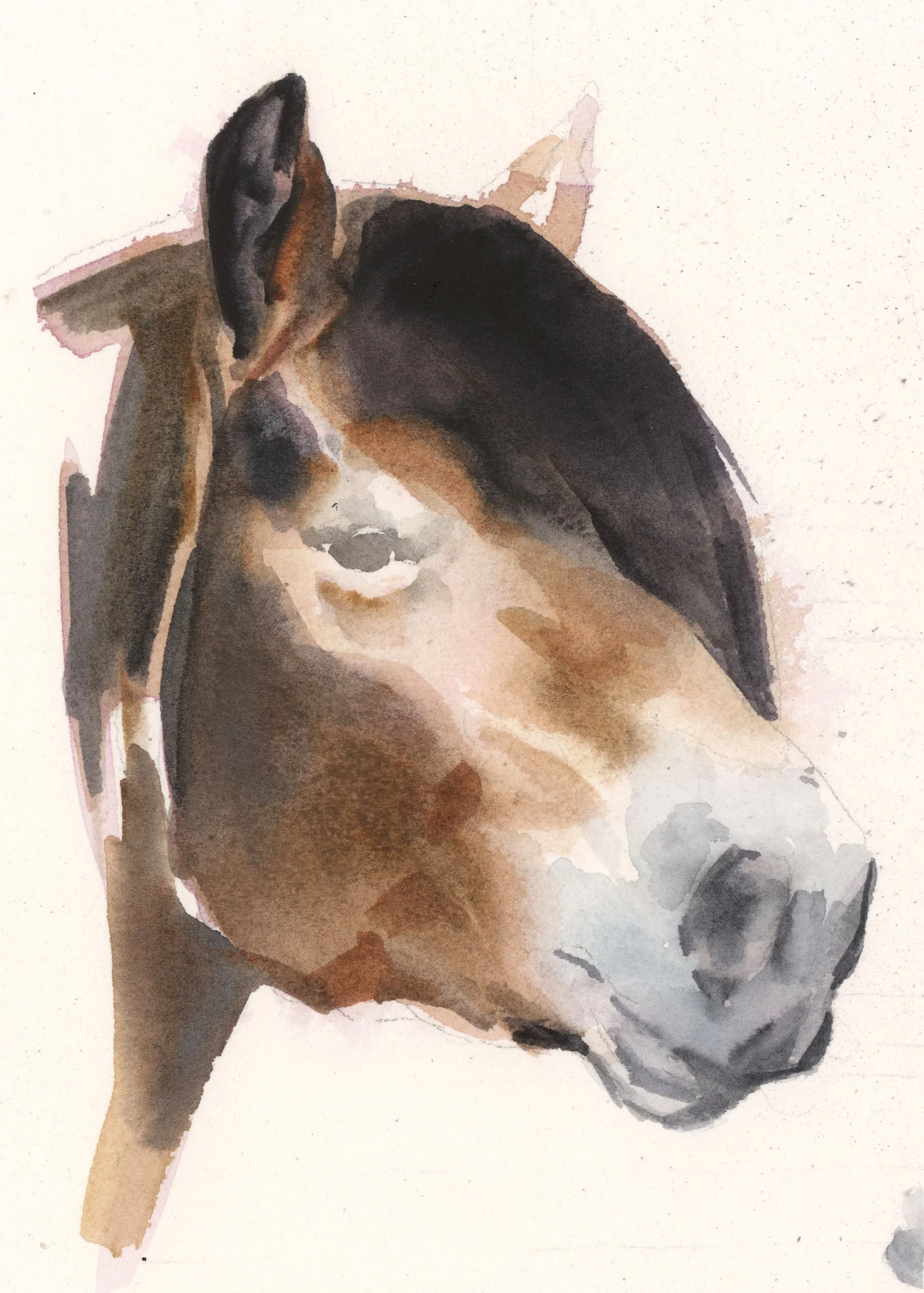 Häststudie, Nordsvensk brukshäst, akvarell 21x30 cm.jpg