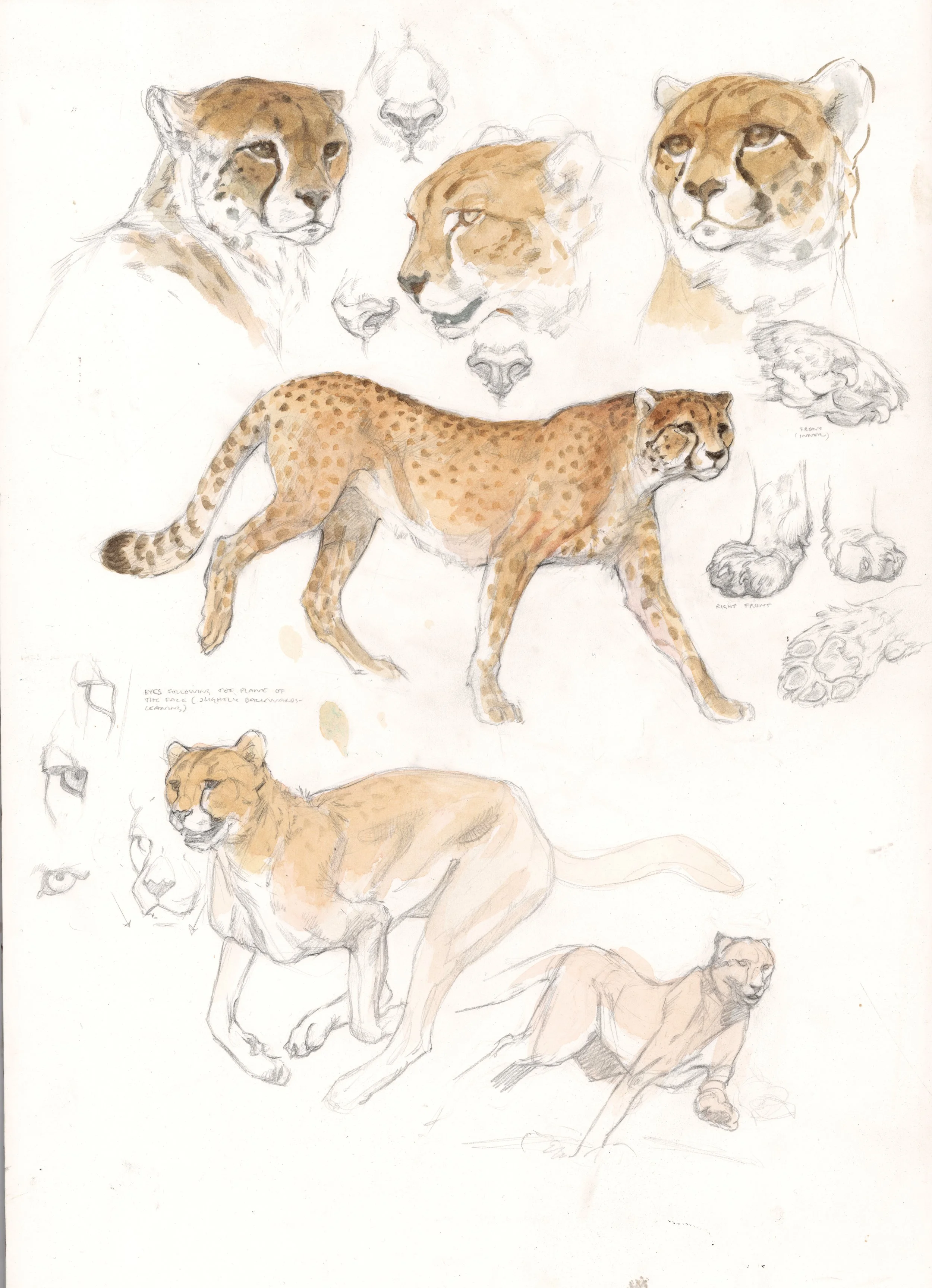 Gepardstudier, blyerts och akvarell, 50x70 cm.jpg