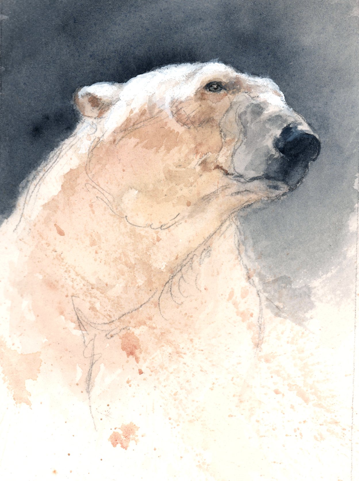 Isbjörn, akvarell 13x18 cm.jpg