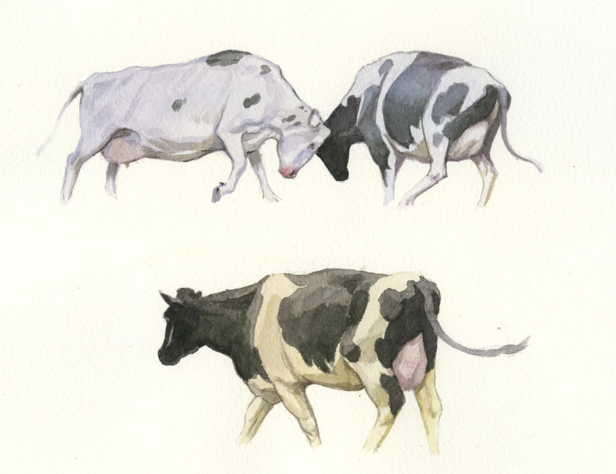 Kosläpp II, Kåhögs gård, akvarell 30x21 cm.jpeg