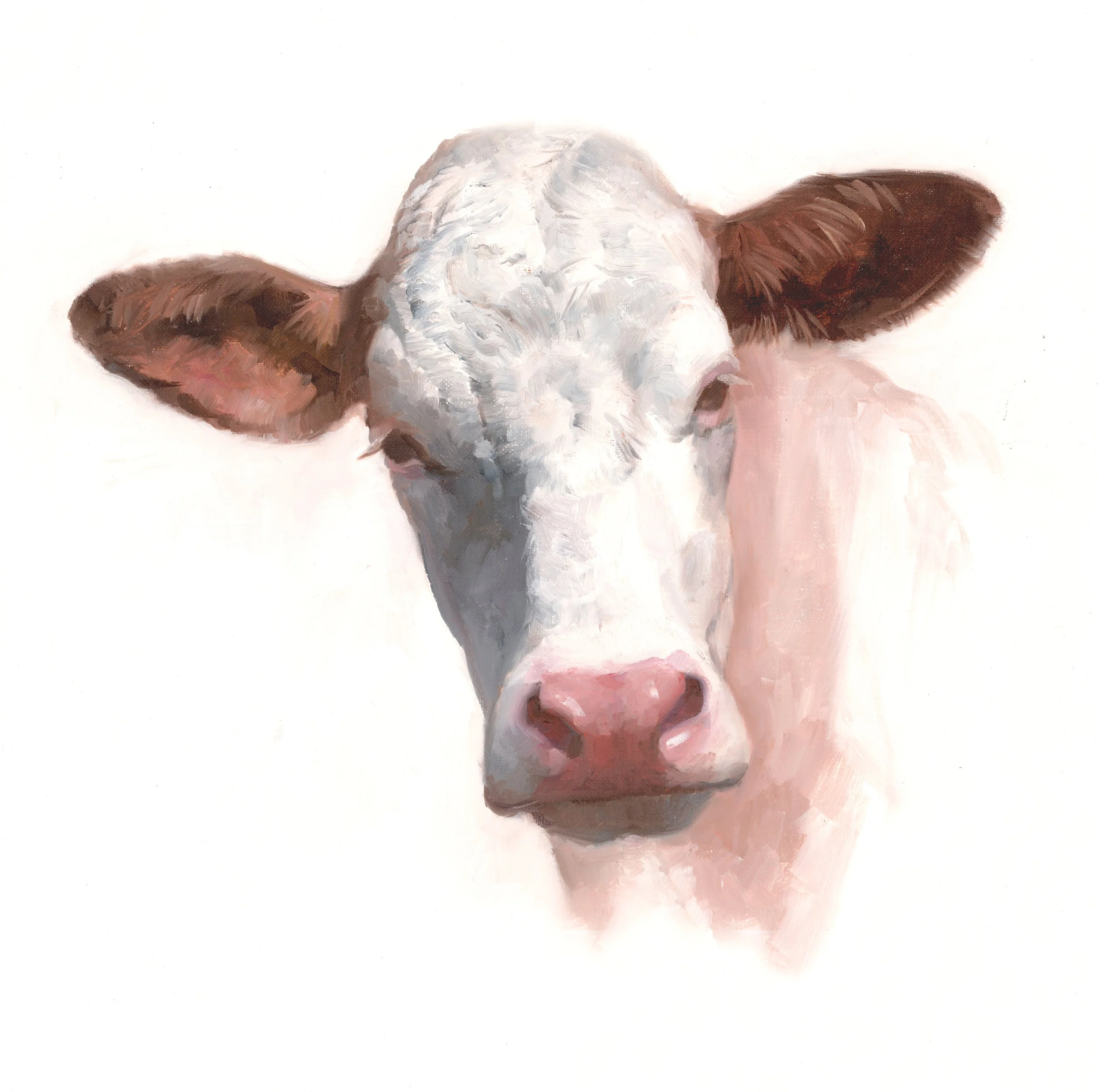 Hereford, Glimminge, olja 50x50 cm.jpg