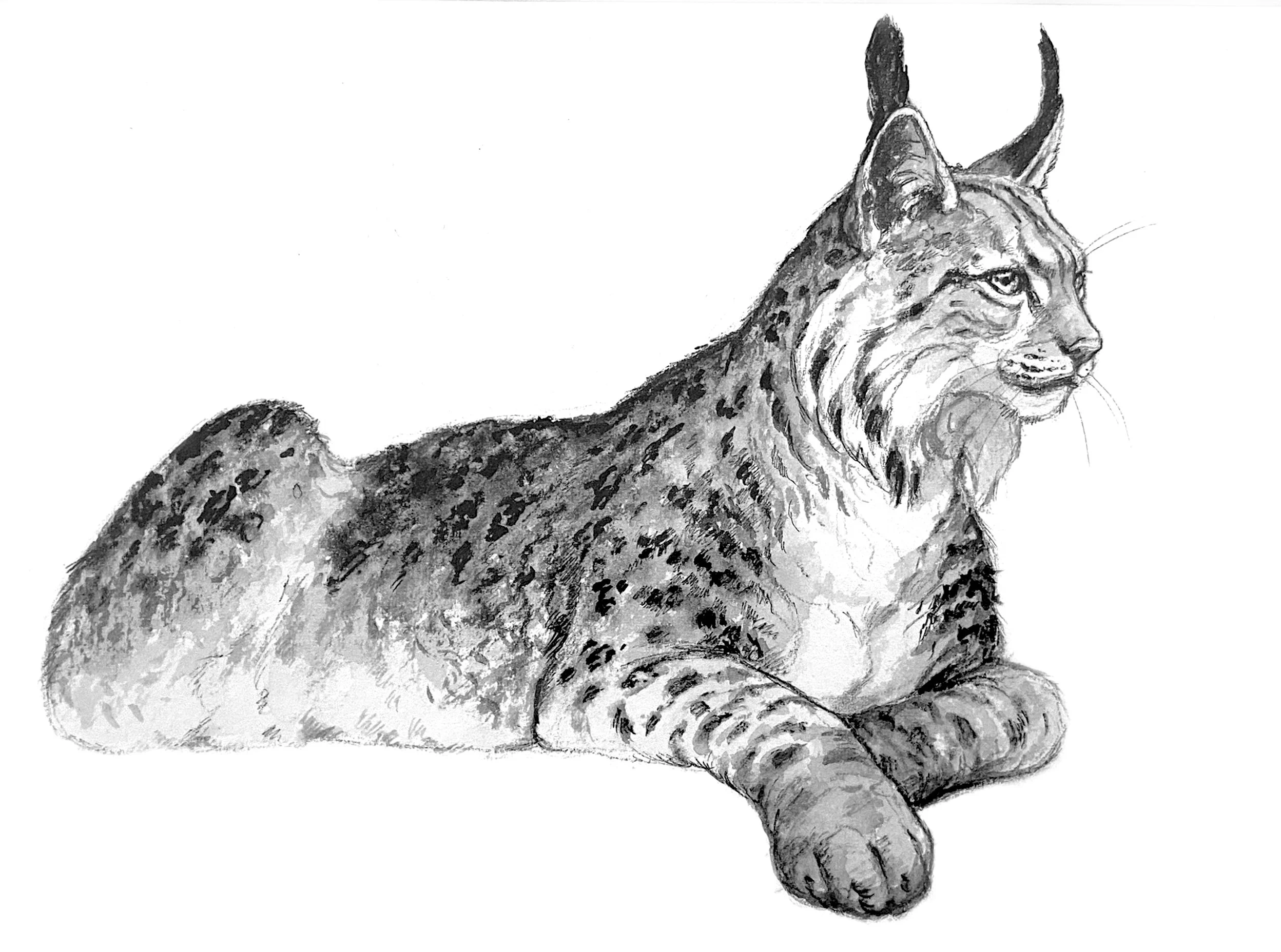 lodjur II, tusch, 30x21 cm.jpg