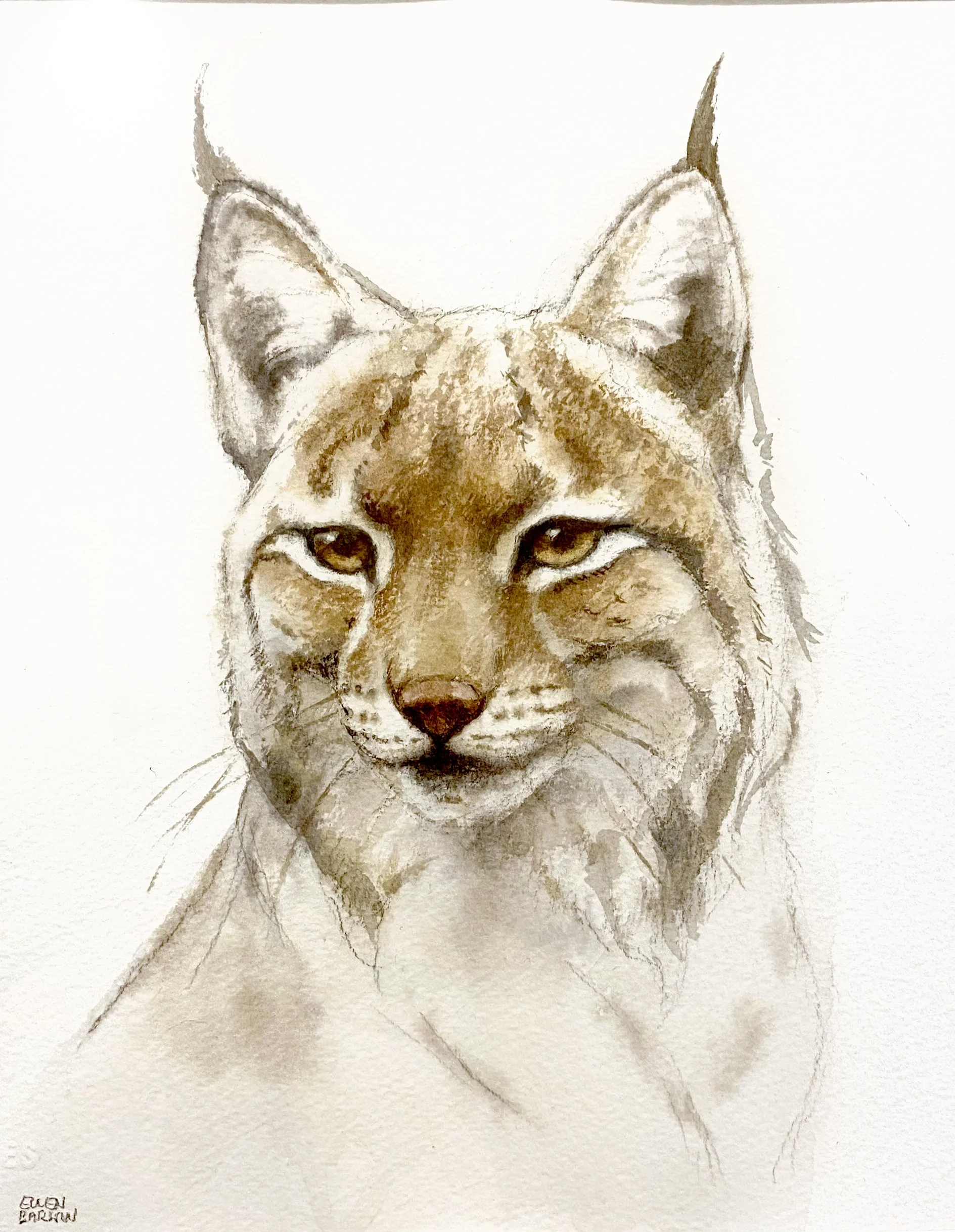 Lodjur III, akvarell 30x40 cm.jpg