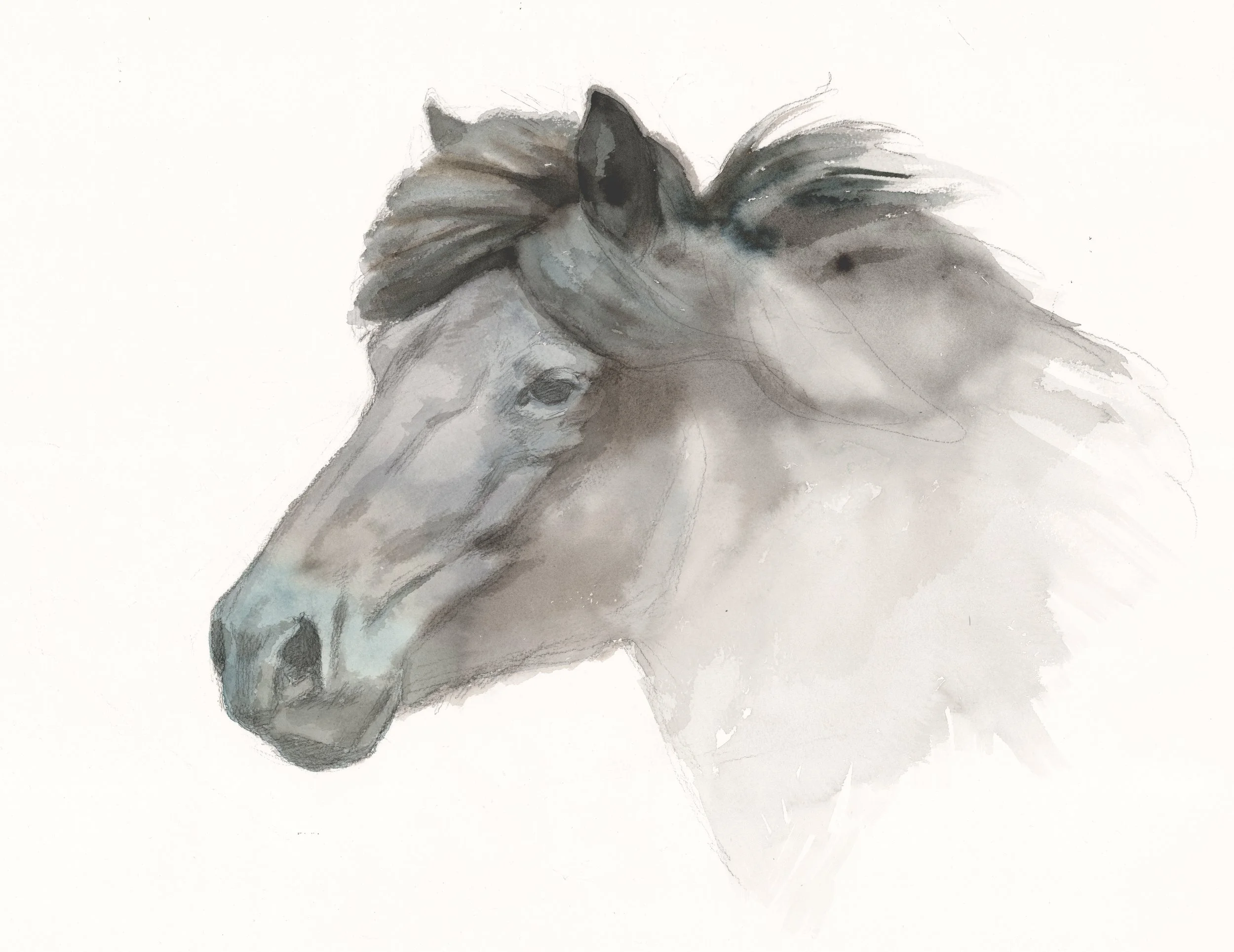 Krákur, akvarell 70x50 cm.jpg