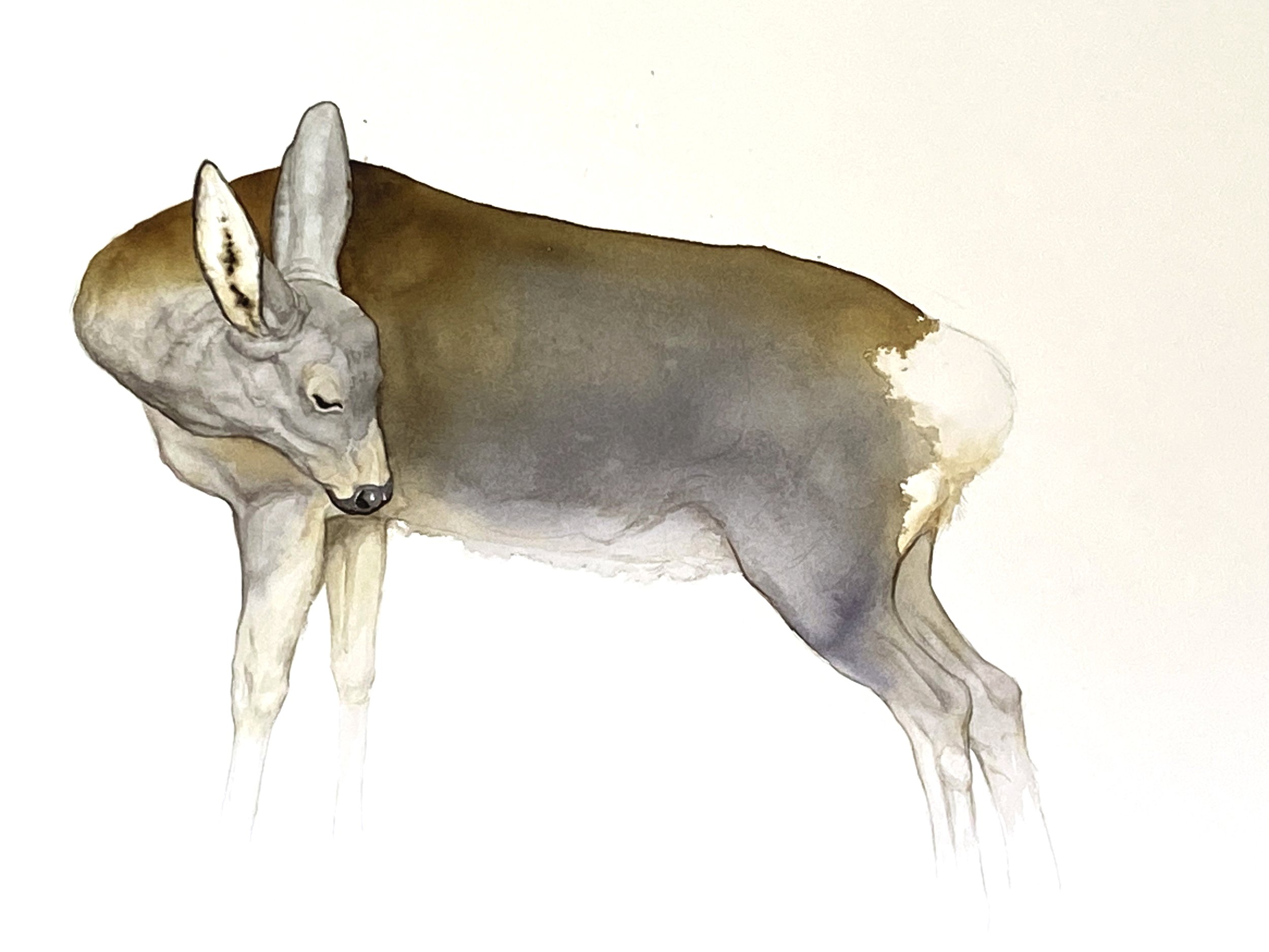 Rådjur, akvarell, 83x64 cm.jpg