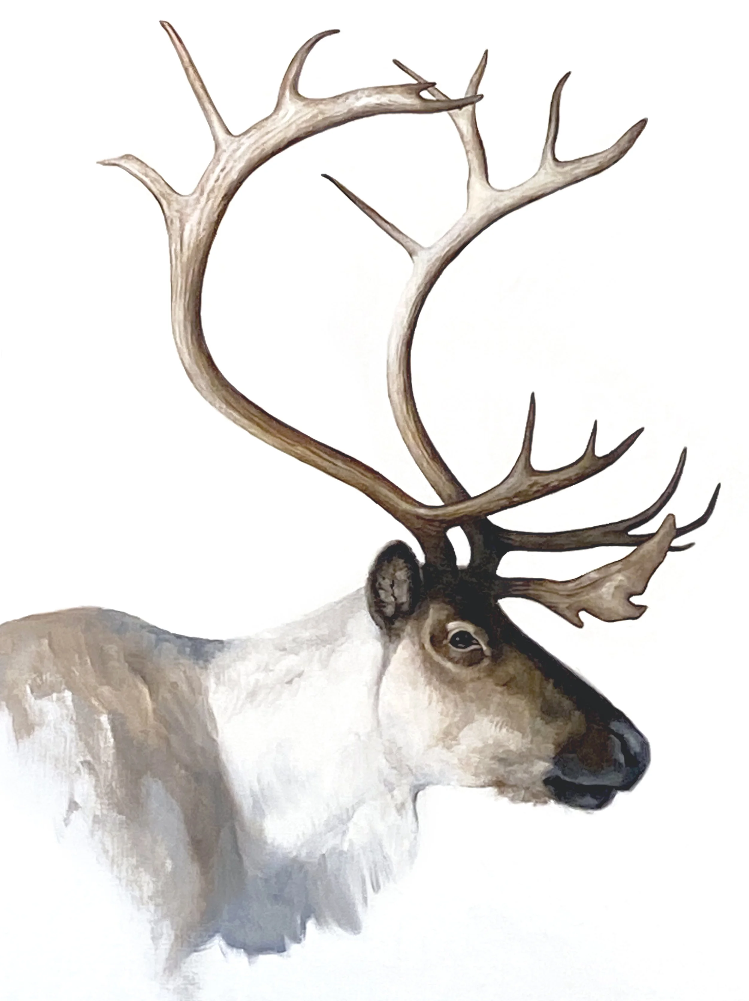 Skogsren, olja, 70x90 cm.jpg