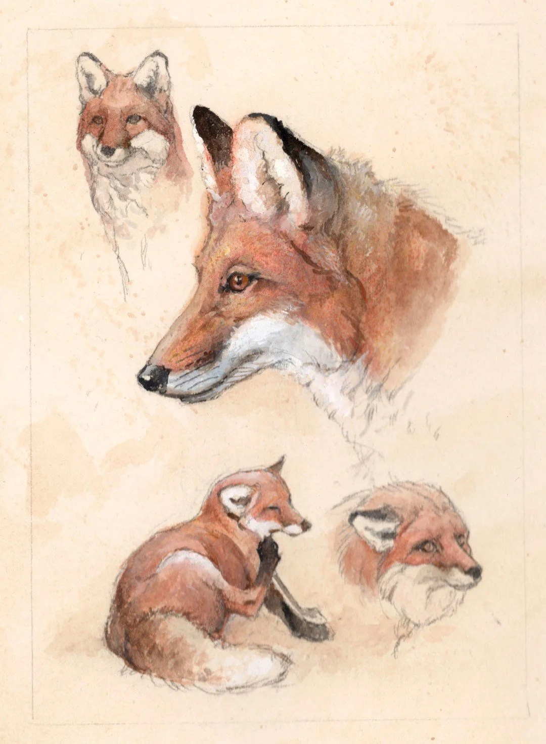 Rävstudier, akvarell och gouache, 13x18 cm.jpg