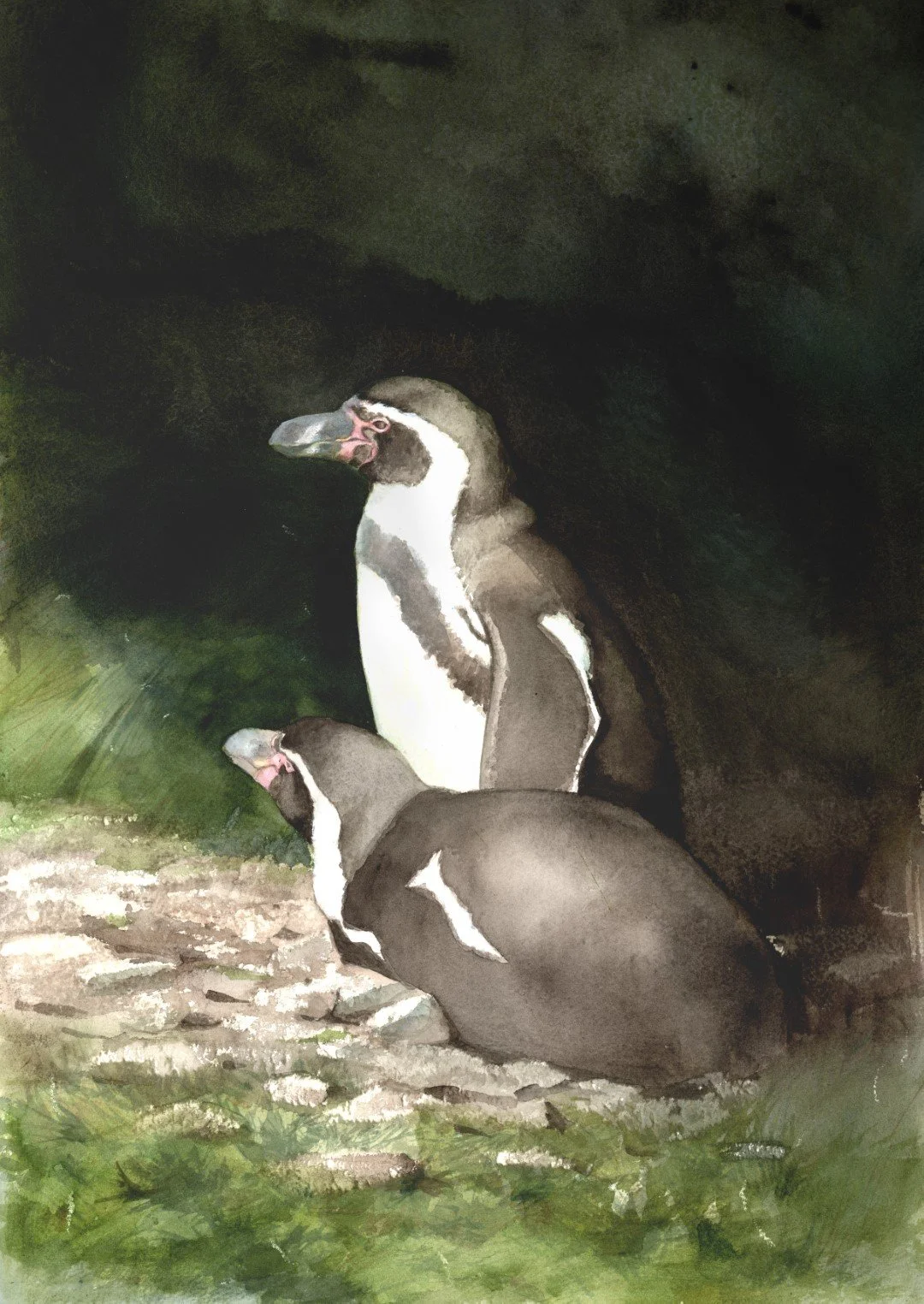 Ruvande humboldtpingviner, akvarell 50x70.jpg